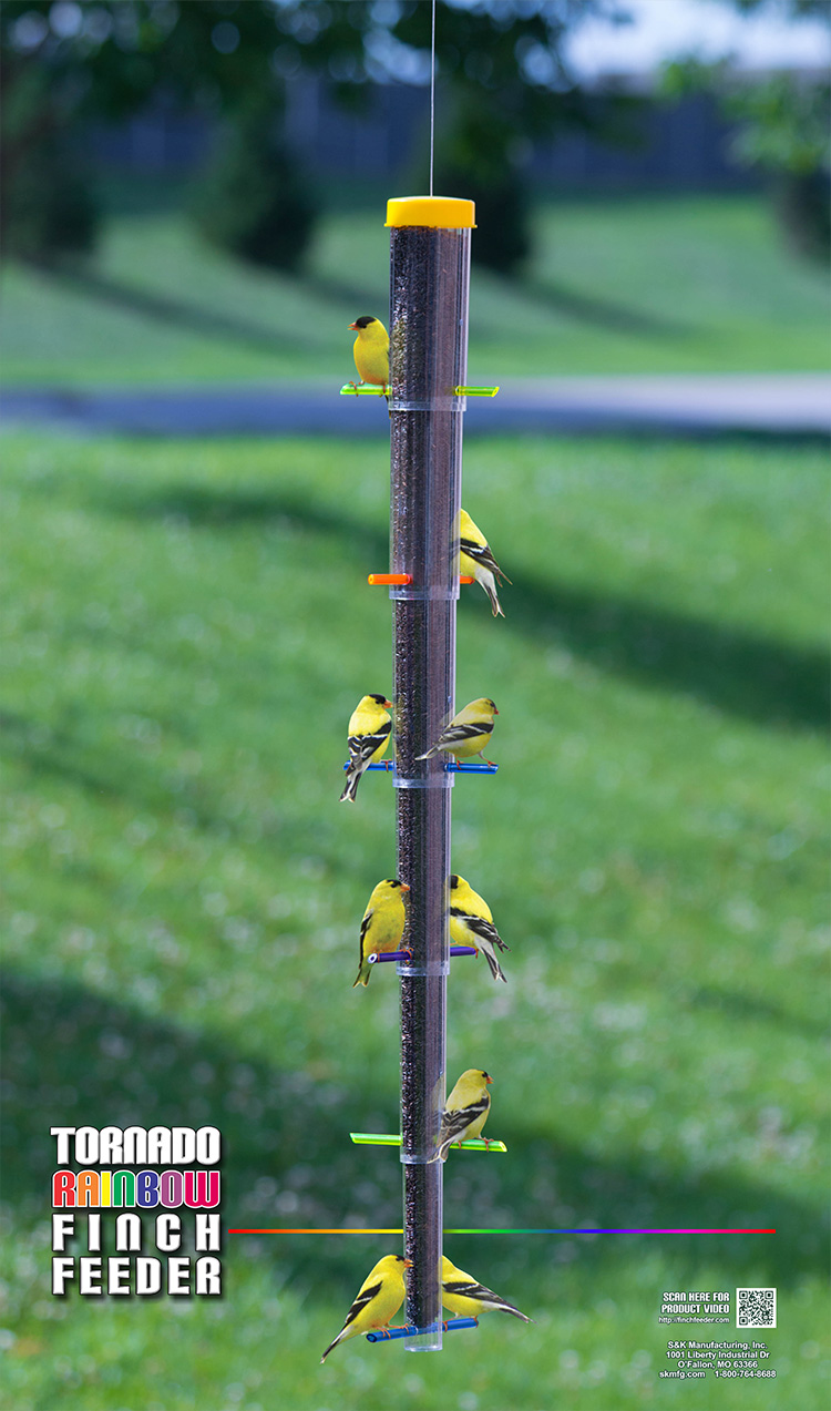 Yellow Finches are eating on a Tornado Rainbow Finch Feeder